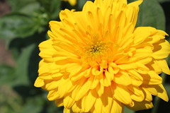 Yellow Flower_2
