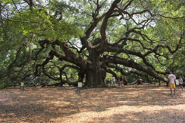 angel oak is magical