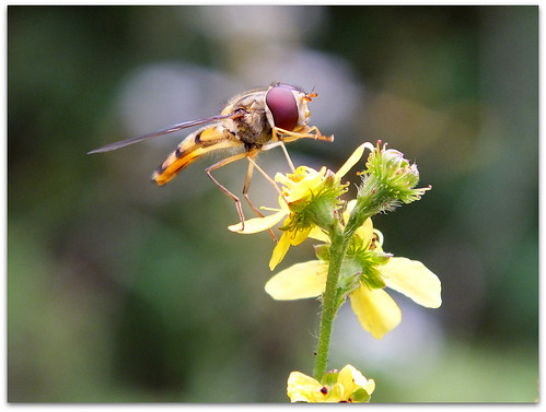 Hoverfly on agrimony!