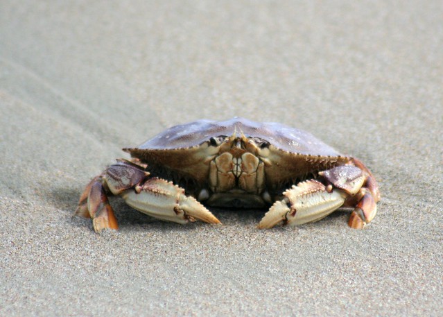 Point Reyes crab
