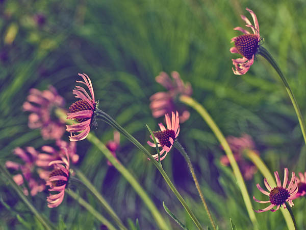 Coneflowers, Sideview