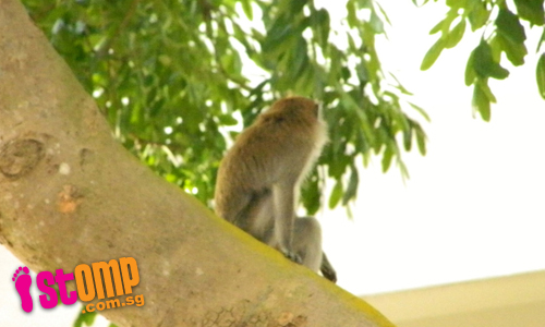 Monkey spotted at Choa Chu Kang Ave 3