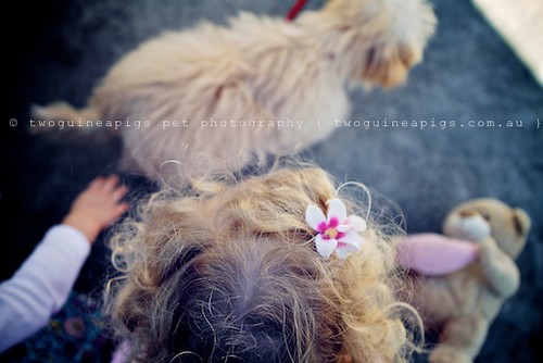 Hair by twoguineapigs pet photography