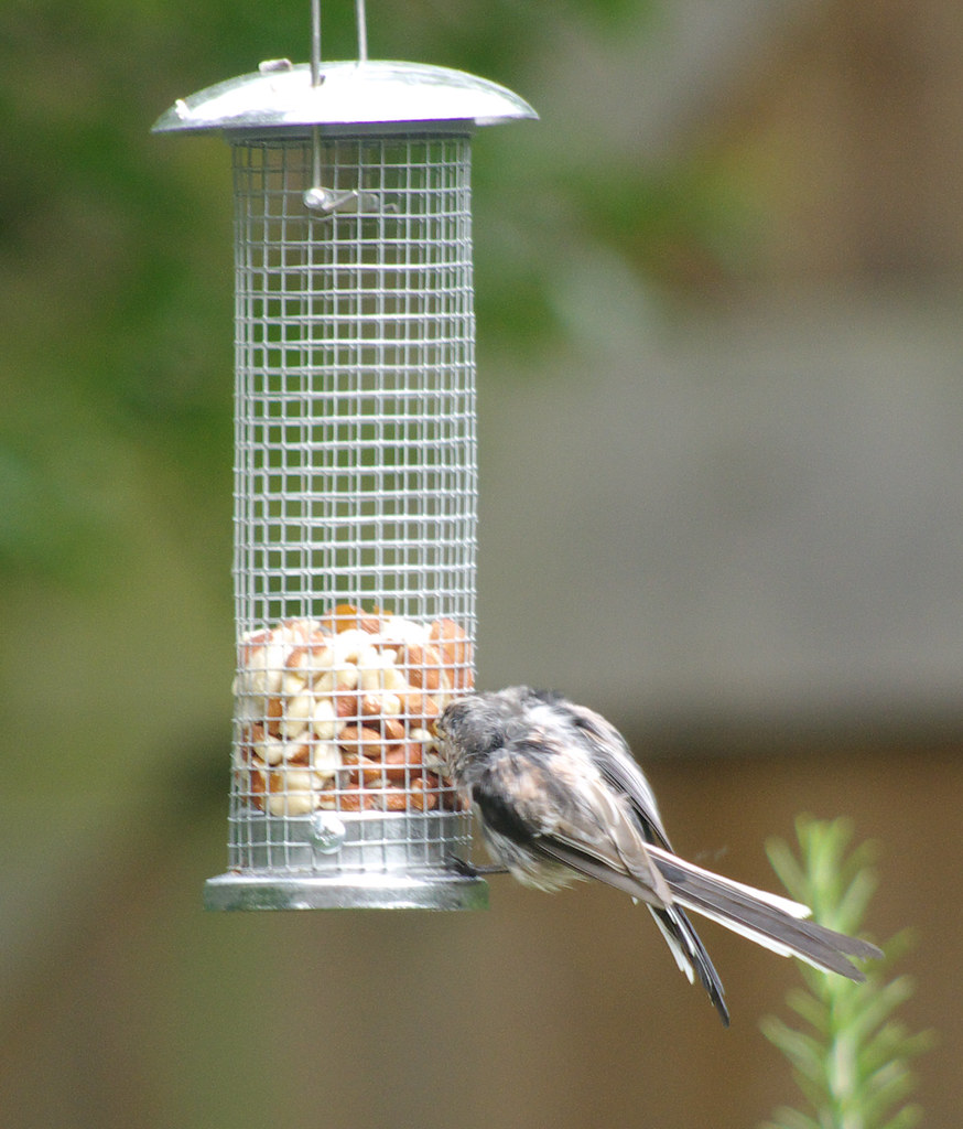 Long Tailed Tits 1