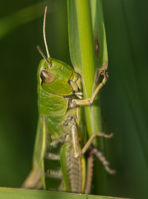meadow grasshopper close up 2