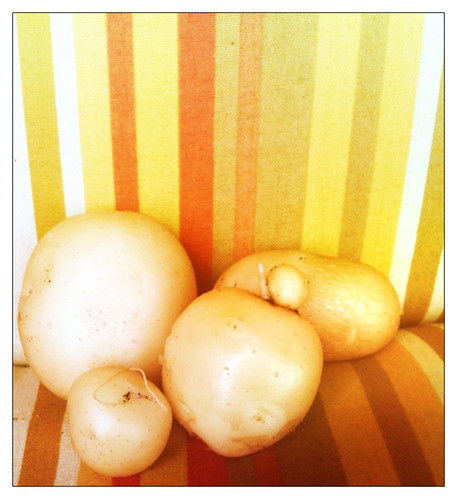 Aardappels van eigen balkon