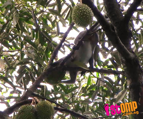 They're durian lovers too: Squirrels and monkeys go for king of fruits at Bt Batok