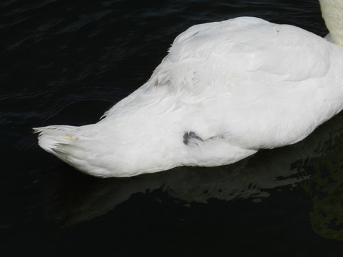 Swan injury?