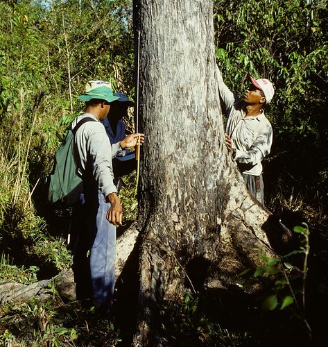 Field assistants measure mahogany tree diameter near the agricultural town of Agua Azul in southeast Pará, Brazil.  Photo by J. Grogan