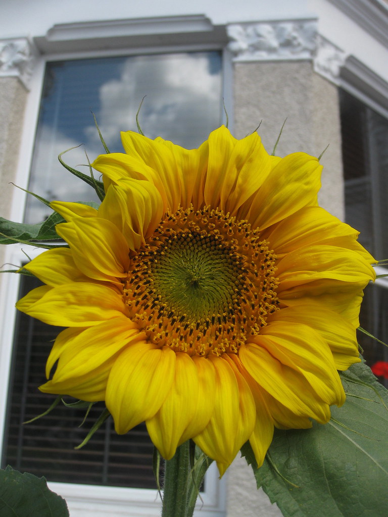 First sunflower of the season