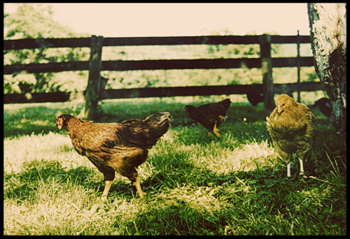 chickens-farm