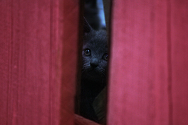 Day 317 - Curious Kitty