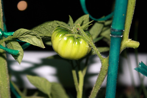 Brandywine tomato: still green.