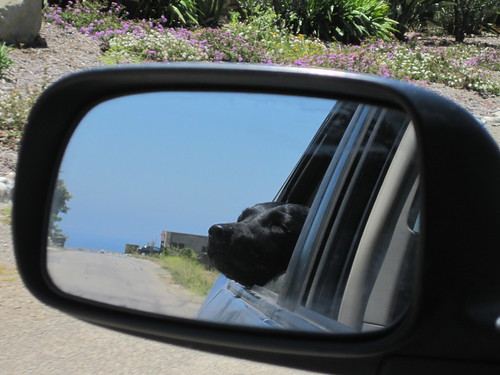 maisie in the rear view mirror