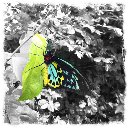 Haven Butterfly