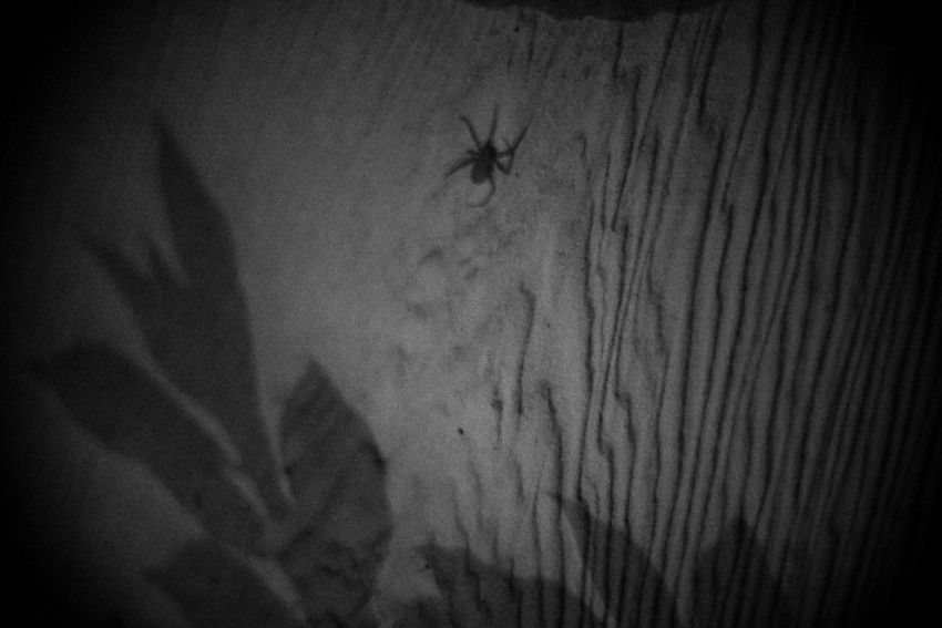 072211 001 spider shadow