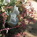 Succulents on the back path near the corner deck