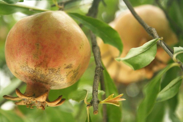 City Nature – Pomegranate Tree, Nizamuddin Chilla