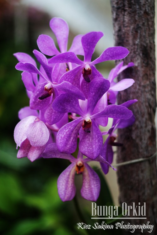 Bunga Orkid