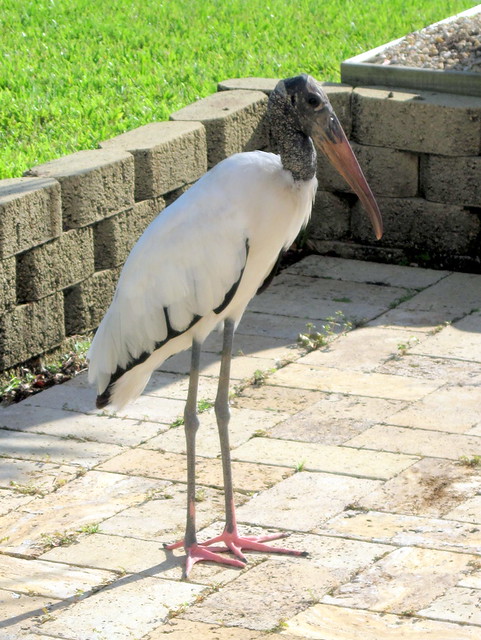 Wood Stork on patio 20110731
