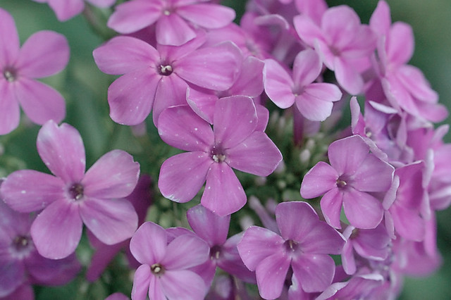 Autochromed purple flowers