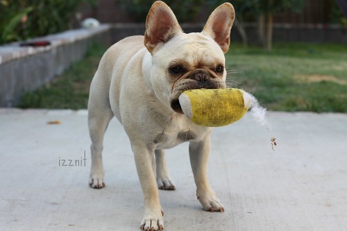 Frenchie with Plush Corn