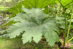 Giant leaf (true)