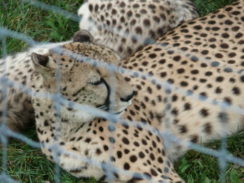 Momma cheetah