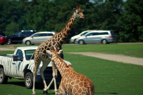 Giraffes on the Loose