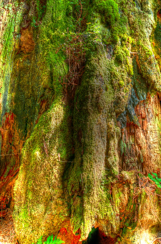 HDR moss on a redwood