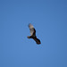Condor volando su El Portesuelo (Catamarca)
