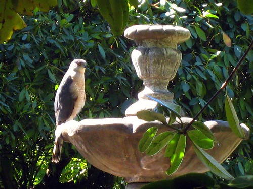 Coopers Hawk in neighborhood birdbath. by Bart King