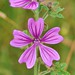 Common Mallow Pegwell Bay 