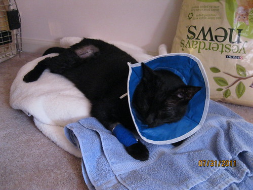 07/31/2011: The cone of shame.