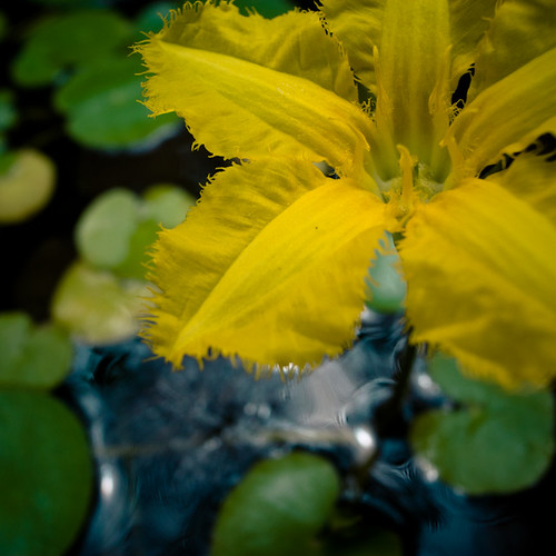 Yellow in a Bowl, Mukojima Hyakkaen Garden