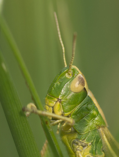 meadow  grasshopper close up 3
