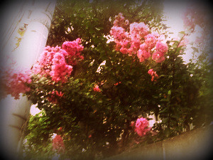 近所の花 by mochatolatte