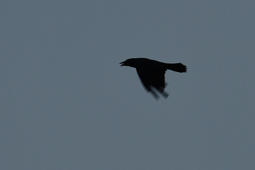 Crow Blur DSC_4607