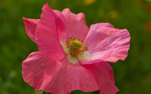 Pink flowering Poppy blowing in the wind by RuudMorijn