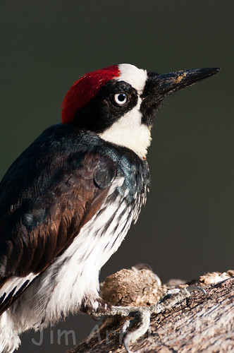 Acorn Woodpecker by Jim Arnold (jga154)