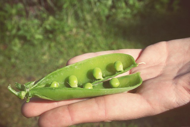 peas from the pod