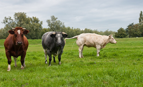 Drie koeien - Three cows by RuudMorijn