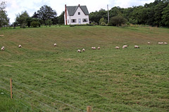 Sheep farm in PEI