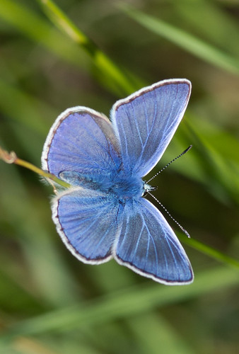 common blue butterfly 2