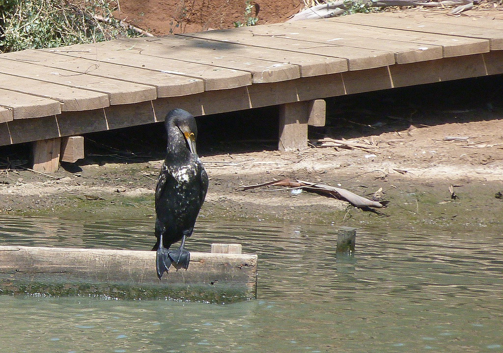 29-09-2011-house-cormorant