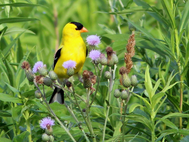 American Goldfinch (Carduelis tristis) and thistles 2-20110707