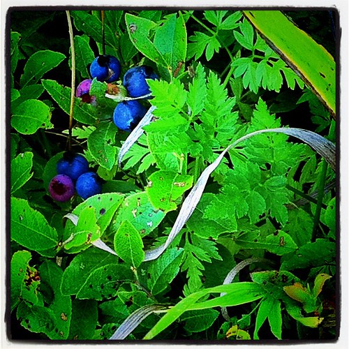 Picking wild blueberries on the mountain