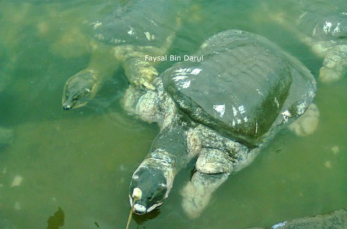 black soft-shell turtle  2