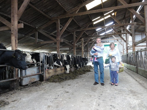 In the stable of a farm in Ommen