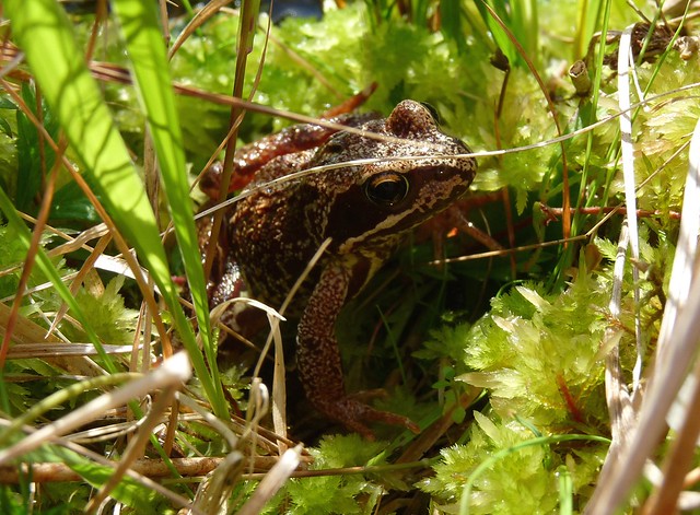 24585 - Frog, Isle of Mull